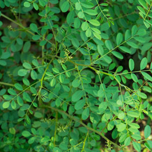 indian traditional painting